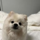 디애몽 이미지
