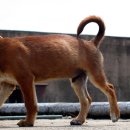 개라다이스 이미지