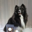 레오까까 이미지