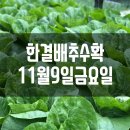 만1세 토끼풀반 11월 하루일상, 만1세 11월 하루일과, 만1세 김장수확체험,만1세 김장하기체험 이미지