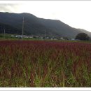 쇠똥구리마을 이미지