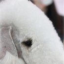 골든블랙123 이미지