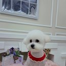 그루머공간 이미지