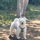 그루밍, 모아 이미지