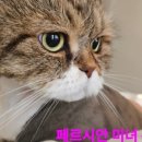 김냐옹 미용실 이미지