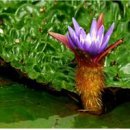 낙동강관리본부 맥도생태공원 5 이미지