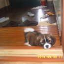 솔비 농장 이미지