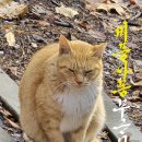 비몽사몽 이미지