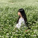 파랑새목장 | [강원도 평창] 2018 평창 효석문화제 하늘목장 파랑새투어 후기 (메밀꽃축제)