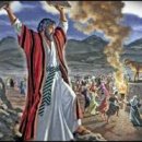 금송아지 이미지