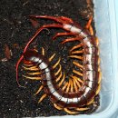 마이차우 이미지