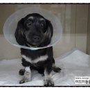 미드미 동물의료센터 이미지