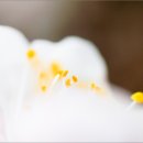 봄날-산책 이미지