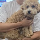 애견호텔 | 🐾 검로푸 J애견호텔유치원 후기💛
