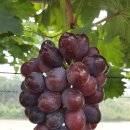 홍주유통 이미지