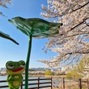 경기도 수원시 장안구 정조로1110번길 | [수원벚꽃명소] 만석공원 주차 실시간 벚꽃만개 만석거 새빛축제4/2~4/12