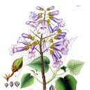 오동나무공원 이미지