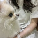 댕그레 이미지
