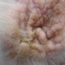 이도메디컬 이미지