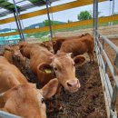 목동 한우농장 이미지