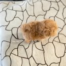 깜찍하개 이미지