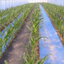 반딧불농원 이미지