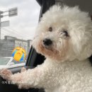 펫즈메모리 | [비숑무지]발핥는 강아지 고민, 비누부터 바꿔주기!"하리 강아지비누"