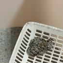 고양이 똥냄새 설사 줄여주는 유산균 푸 디오더 프로바이오틱스 후기