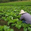 돌속농장 이미지