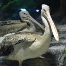 씨월드 피시 이미지