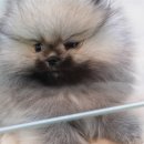 에코 켄넬 이미지