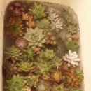 꿈바라기 이미지