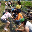 용소막농장 이미지