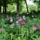 모란파크 이미지