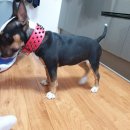 제순이네 이미지