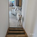 여주 다리원 애견독채팬션 이미지