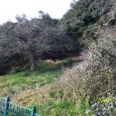 안심2농로 이미지