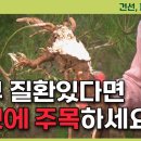 건선, 무좀, 아토피처럼 피부염과 가려움증에 효과가 아주 좋은 약초를 활용하는 방법을 소개합니다[약초방송] 이미지