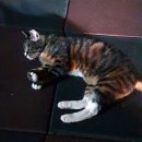 위드 동물병원 이미지