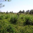 판포초등학교 이미지