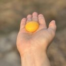 순수아미