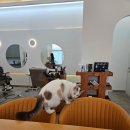 다옴헤어살롱 이미지