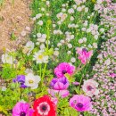 중랑천 이동식 공중화장실 | 동대문 데이트 가볼만한곳 중랑천 벚꽃길 석계역 산책코스