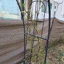 새순카센타 이미지