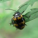 무당벌레(Ladybird beetle, Ladybug) 이미지