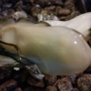 통영석화