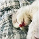 아담스펫 강아지분양 고양이분양 인천본점 이미지