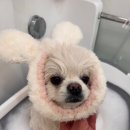 써니몽 이미지