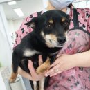 그루밍 블라썸 이미지