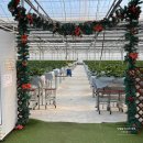 조성농장 | 일산 딸기체험 다인이네 딸기농장 후기